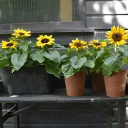 Reseña Carmen T.