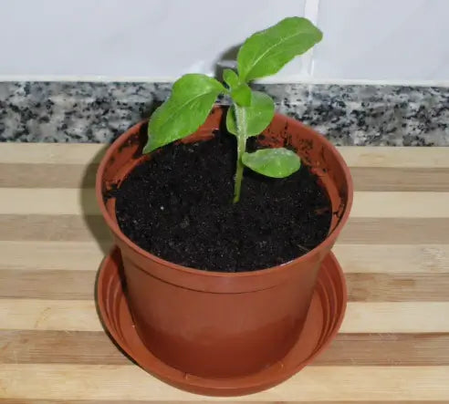 Reseña Ignacio R.