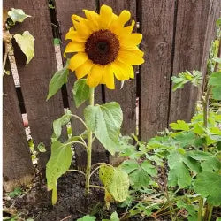 Reseña Lupita M.