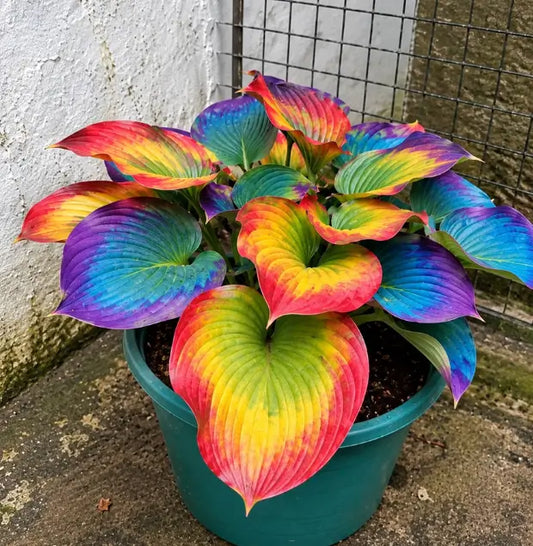Semillas de Hosta- Arcoíris de Dios🌈