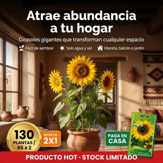 Semillas de Girasol Gigante