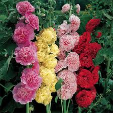 Semillas de Malva Rosas